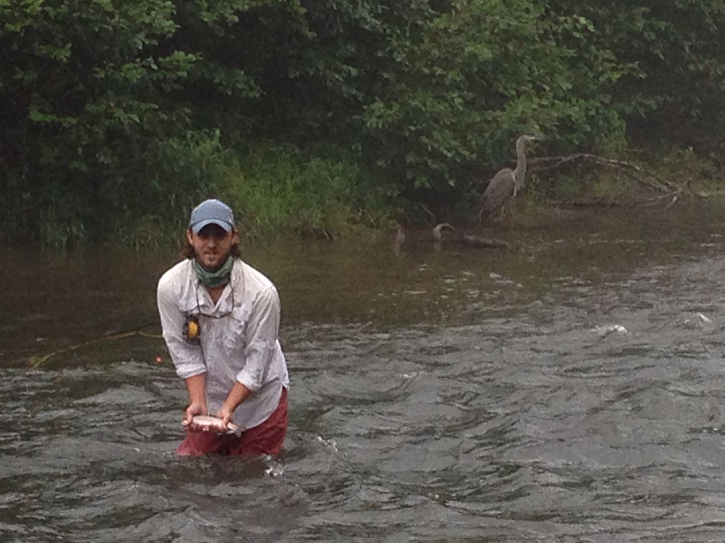 Lower Mt Fork River Fishing Guide Report with Video and Pictures